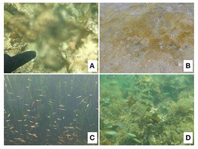 Increase in Fish Production Through Bottom-Up Trophic Linkage in Coastal Waters Induced by Nutrients Supplied via Submarine Groundwater